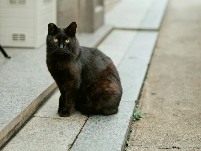 black cat sitting on gray concrete floor during daytime